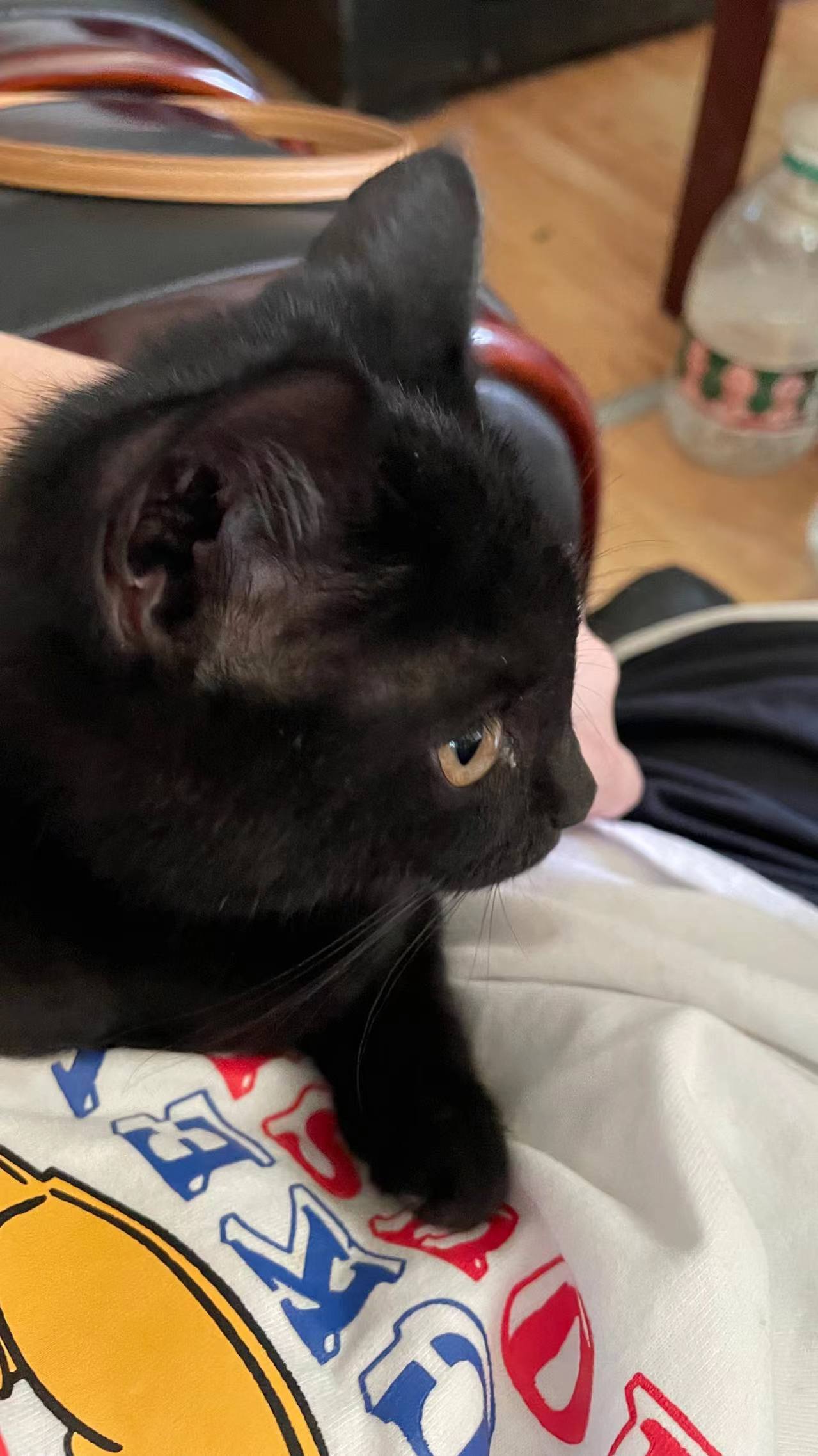 小黑貓壁紙 微信圖片_20220916092040.jpg